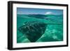 Half Water Half Land, Stingray in the Pacific Ocean, Moorea, Tahiti, French Polynesia-null-Framed Photographic Print