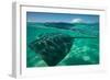 Half Water Half Land, Stingray in the Pacific Ocean, Moorea, Tahiti, French Polynesia-null-Framed Photographic Print