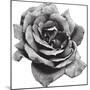 Halftone Rose-Lvnel-Mounted Art Print