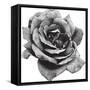 Halftone Rose-Lvnel-Framed Stretched Canvas