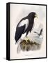 Haliaetus Pelagicus-Daniel Girard Elliot-Framed Stretched Canvas