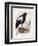 Haliaetus Pelagicus-Daniel Girard Elliot-Framed Giclee Print