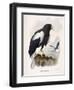 Haliaetus Pelagicus-Daniel Girard Elliot-Framed Giclee Print