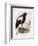 Haliaetus Pelagicus-Daniel Girard Elliot-Framed Giclee Print