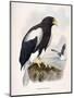 Haliaetus Pelagicus-Daniel Girard Elliot-Mounted Giclee Print