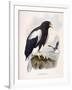 Haliaetus Pelagicus-Daniel Girard Elliot-Framed Giclee Print