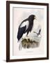 Haliaetus Pelagicus-Daniel Girard Elliot-Framed Giclee Print