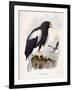 Haliaetus Pelagicus-Daniel Girard Elliot-Framed Giclee Print