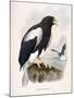 Haliaetus Pelagicus-Daniel Girard Elliot-Mounted Giclee Print