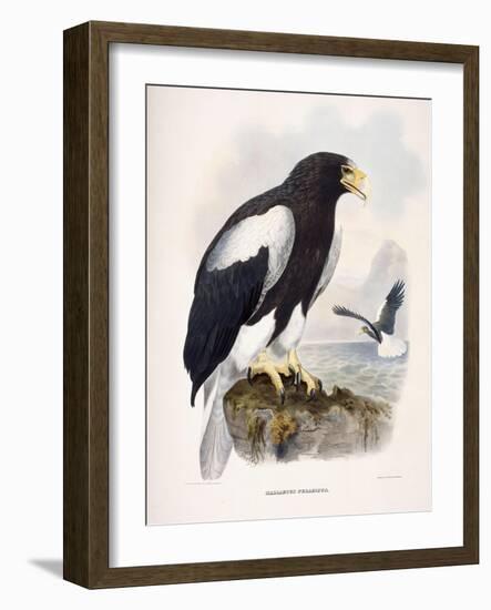 Haliaetus Pelagicus-Daniel Girard Elliot-Framed Giclee Print