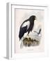 Haliaetus Pelagicus-Daniel Girard Elliot-Framed Giclee Print