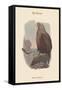 Haliates Albicilla - Sea-Eagle-John Gould-Framed Stretched Canvas