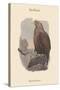 Haliates Albicilla - Sea-Eagle-John Gould-Stretched Canvas