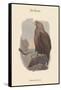 Haliates Albicilla - Sea-Eagle-John Gould-Framed Stretched Canvas