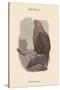 Haliates Albicilla - Sea-Eagle-John Gould-Stretched Canvas