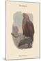 Haliates Albicilla - Sea-Eagle-John Gould-Mounted Art Print