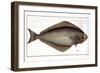 Halibut-Andreas-ludwig Kruger-Framed Giclee Print