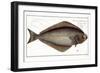 Halibut-Andreas-ludwig Kruger-Framed Giclee Print