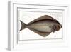 Halibut-Andreas-ludwig Kruger-Framed Giclee Print