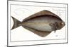 Halibut-Andreas-ludwig Kruger-Mounted Giclee Print