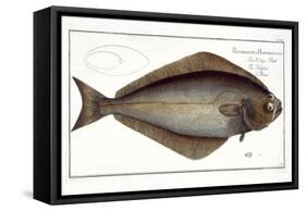 Halibut-Andreas-ludwig Kruger-Framed Stretched Canvas