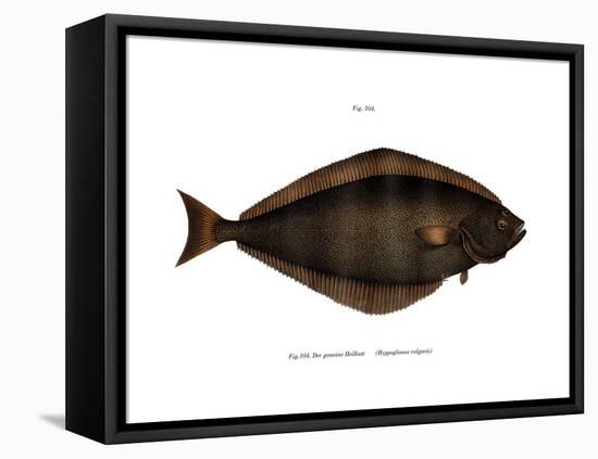 Halibut-null-Framed Stretched Canvas