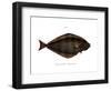 Halibut-null-Framed Giclee Print