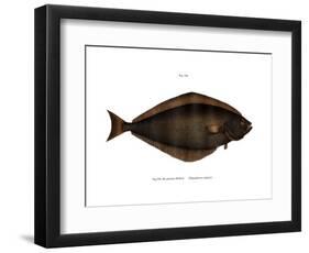 Halibut-null-Framed Giclee Print