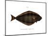 Halibut-null-Mounted Giclee Print