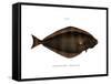 Halibut-null-Framed Stretched Canvas