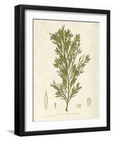 Halidrys siliquosa-Henry Bradbury-Framed Giclee Print