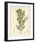 Halidrys siliquosa-Henry Bradbury-Framed Giclee Print