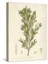 Halidrys siliquosa-Henry Bradbury-Stretched Canvas