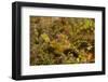 Halimeda Ghost Pipefish-Hal Beral-Framed Photographic Print