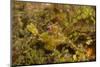 Halimeda Ghost Pipefish-Hal Beral-Mounted Photographic Print