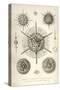 Haliomma, H. Echinaster, H. Castanea, Actinomma, A. Inerme, A. Trinacrium, A. Drymodes-Ernst Haeckel-Stretched Canvas