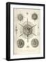 Haliomma, H. Echinaster, H. Castanea, Actinomma, A. Inerme, A. Trinacrium, A. Drymodes-Ernst Haeckel-Framed Art Print