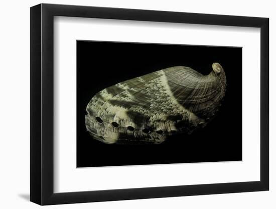 Haliotis Asinina-Paul Starosta-Framed Premium Photographic Print