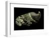 Haliotis Asinina-Paul Starosta-Framed Premium Photographic Print