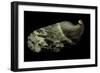 Haliotis Asinina-Paul Starosta-Framed Photographic Print