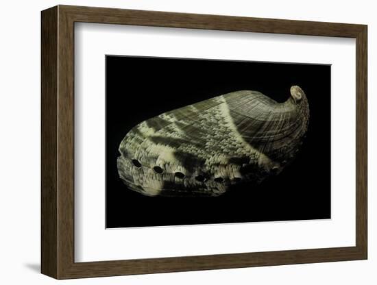 Haliotis Asinina-Paul Starosta-Framed Photographic Print