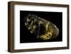 Haliotis Asinina-Paul Starosta-Framed Photographic Print