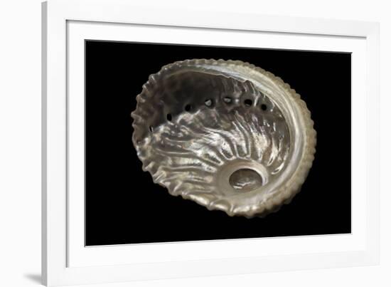 Haliotis Pulcherrima-Paul Starosta-Framed Photographic Print