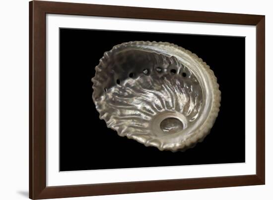 Haliotis Pulcherrima-Paul Starosta-Framed Photographic Print