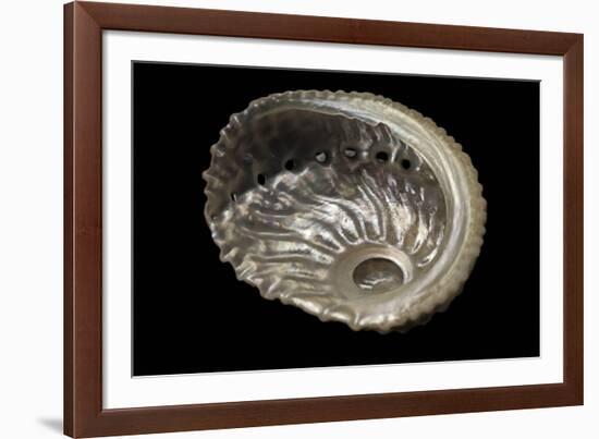 Haliotis Pulcherrima-Paul Starosta-Framed Photographic Print