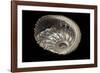 Haliotis Pulcherrima-Paul Starosta-Framed Photographic Print