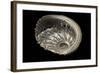 Haliotis Pulcherrima-Paul Starosta-Framed Photographic Print