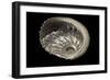 Haliotis Pulcherrima-Paul Starosta-Framed Photographic Print