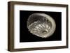 Haliotis Pulcherrima-Paul Starosta-Framed Photographic Print