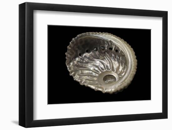 Haliotis Pulcherrima-Paul Starosta-Framed Photographic Print